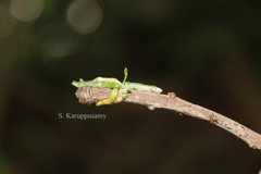 Taeniophyllum scaberulum